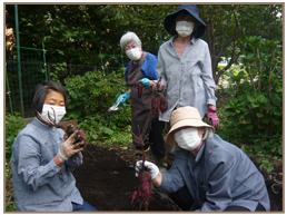 ファームクラブ_芋掘